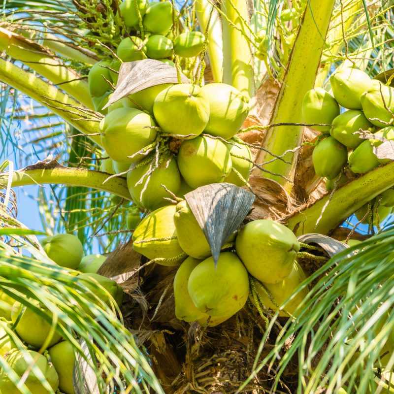 coconut-palm-tree